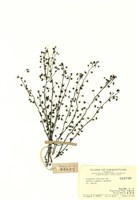 藏品(茅膏菜)的圖片